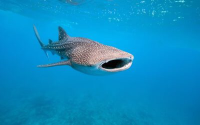 Thailands bästa dykplatser